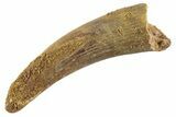 Fossil Pterosaur (Siroccopteryx) Tooth - Morocco #359959-1